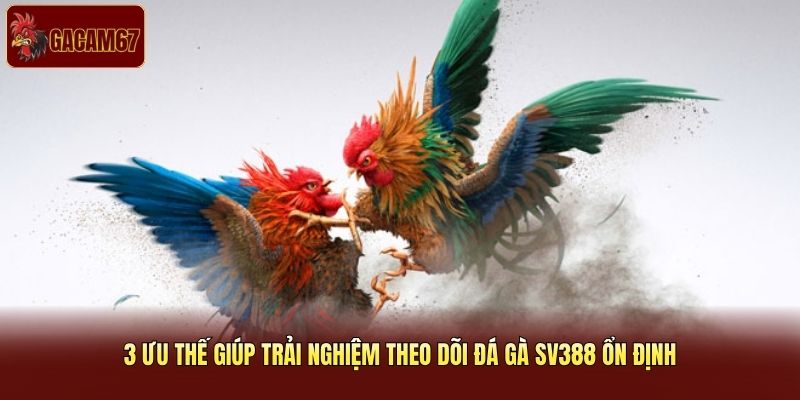 3 ưu thế giúp trải nghiệm theo dõi đá gà SV388 ổn định