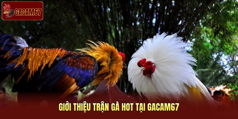 Giới thiệu trận gà hot tại Gacam67