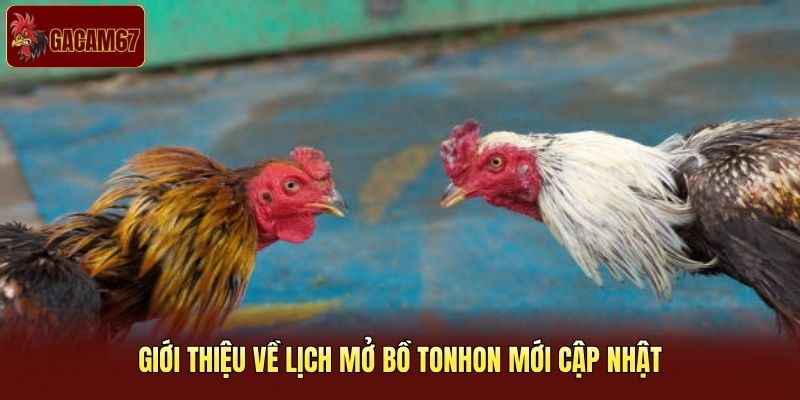 Giới thiệu về lịch mở bồ Tonhon mới cập nhật