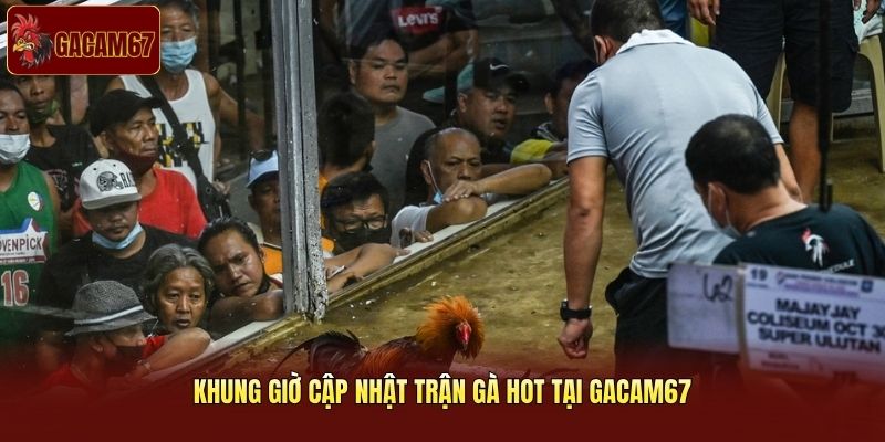 Khung giờ cập nhật trận gà hot tại Gacam67