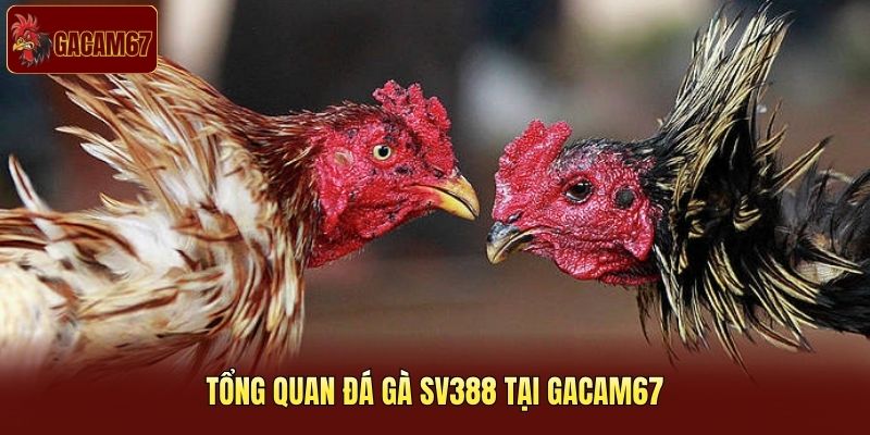 Tổng quan đá gà SV388 tại Gacam67