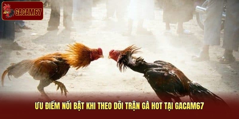 Ưu điểm nổi bật khi theo dõi trận gà hot tại Gacam67